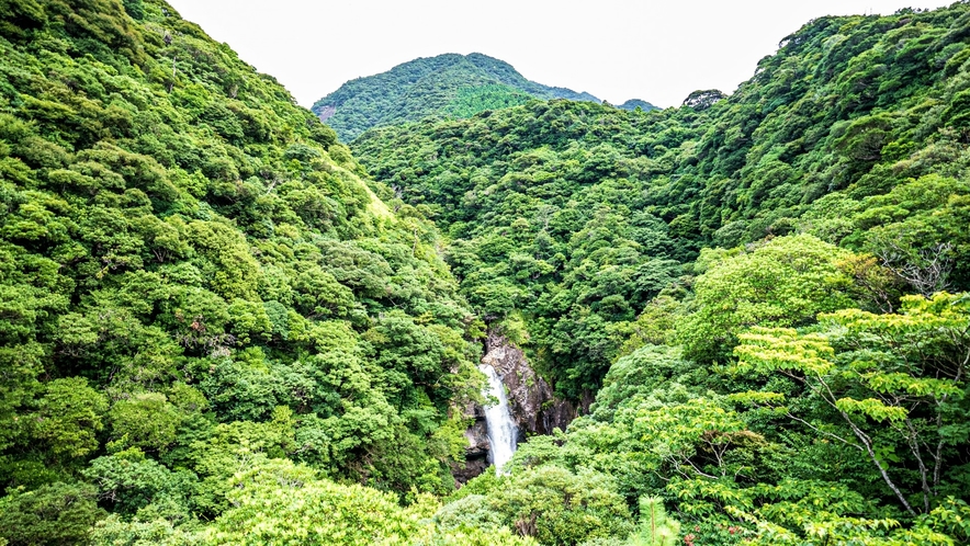 竜神の滝(原生林を裂くように流れ落ちる直瀑の名瀑)｜車で約15分