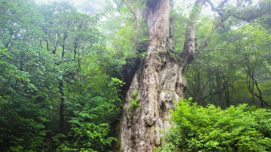 縄文杉(推定樹齢2,500年以上)｜徒歩で往復11時間※荒川登山口より