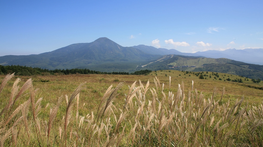 【周辺】秋の車山高原。ススキと蓼科山