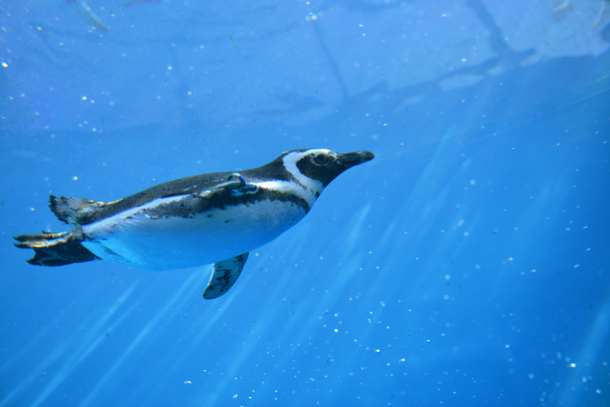 上越市立水族博物館　うみがたり　ペンギン