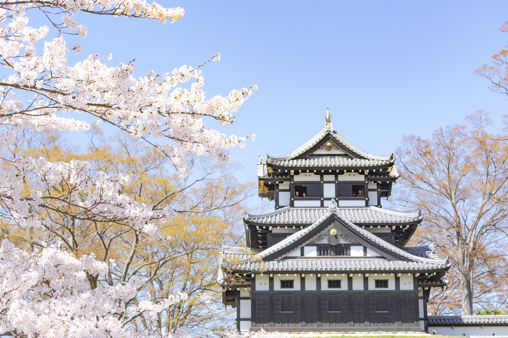 高田公園の桜