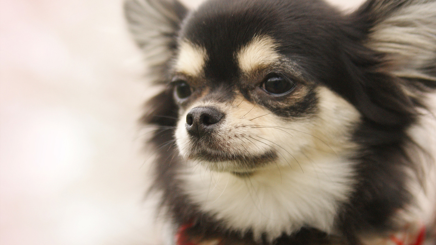 白馬ブラウニー コテージ 【愛犬同伴OK☆貸別荘】一戸建ログ 白馬ブラウニー コテージ 【愛犬同伴OK☆貸別荘】一戸建ログ