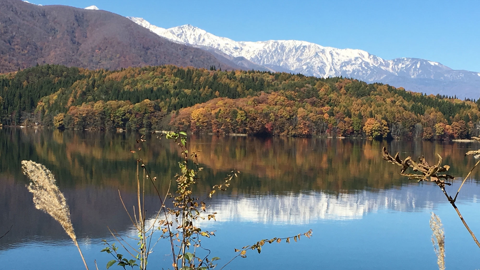 【紅葉シーズン】色鮮やかな紅葉を愛犬と一緒に大満喫！素泊まりプラン（愛犬同伴可）