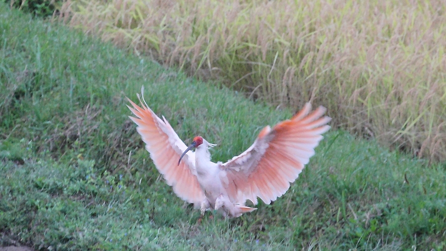 *佐渡市の「市の鳥」トキ