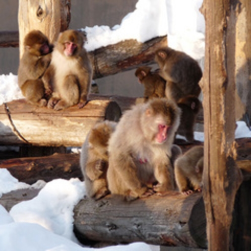 冬の旭山動物園 サル