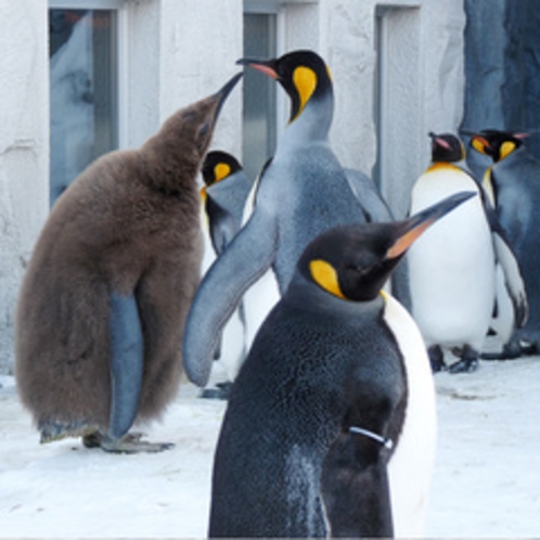 冬の旭山動物園 ペンギン