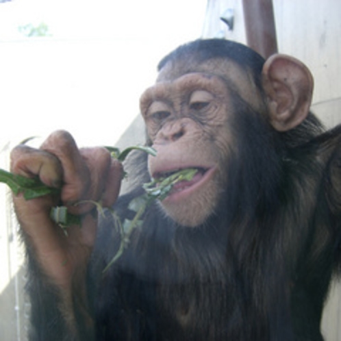 旭山動物園のチンパンジ