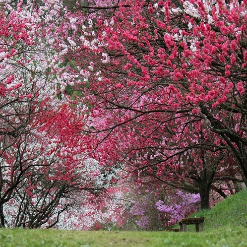  赤・白・ピンクがきれいな花桃の花♪