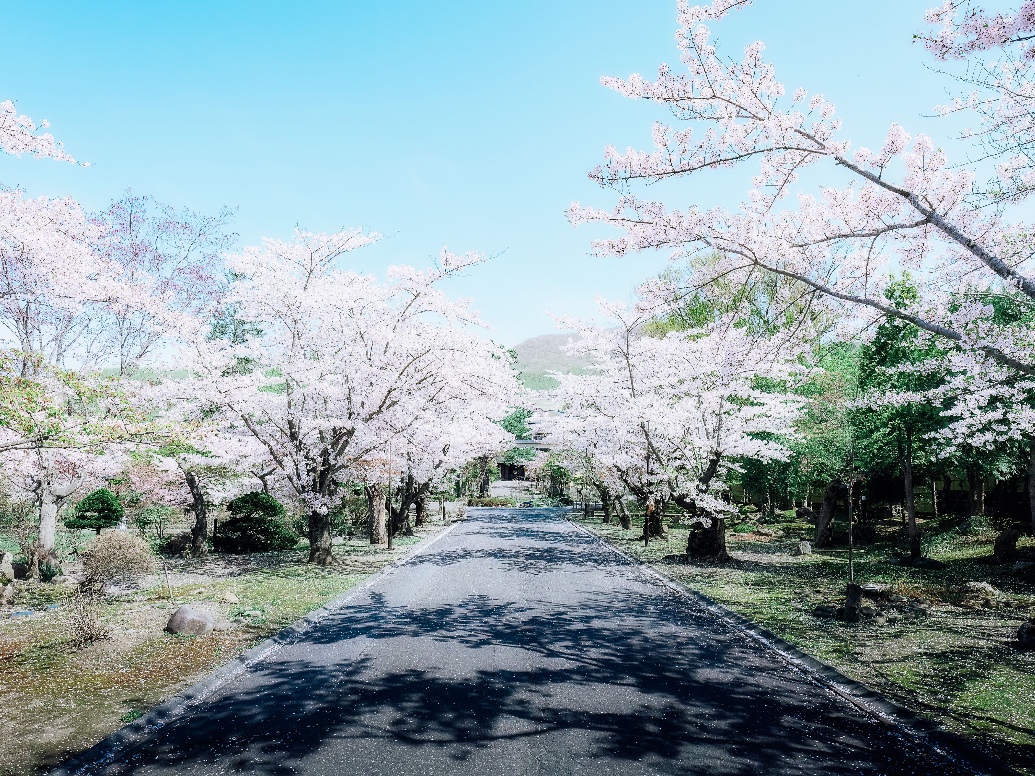 春　正面通り
