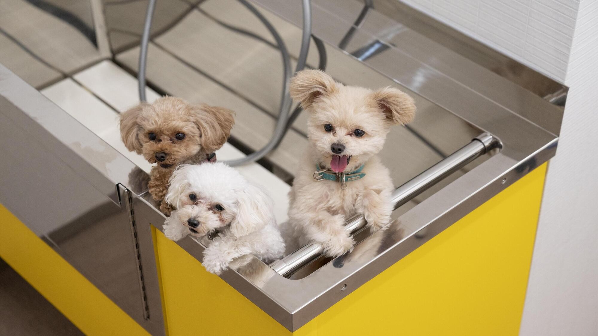 グルーミングルーム（※要予約）：ご希望のお客様はフロントにてご予約くださいませ。