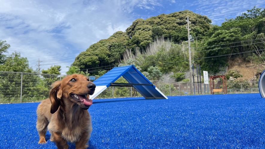 dog park  夕凪（浜名湖の畔に位置するドッグパーク）