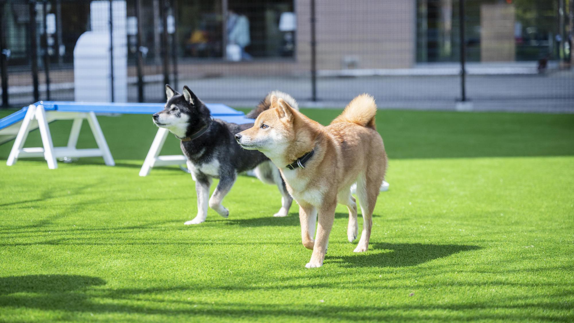 dog park ：利用イメージ