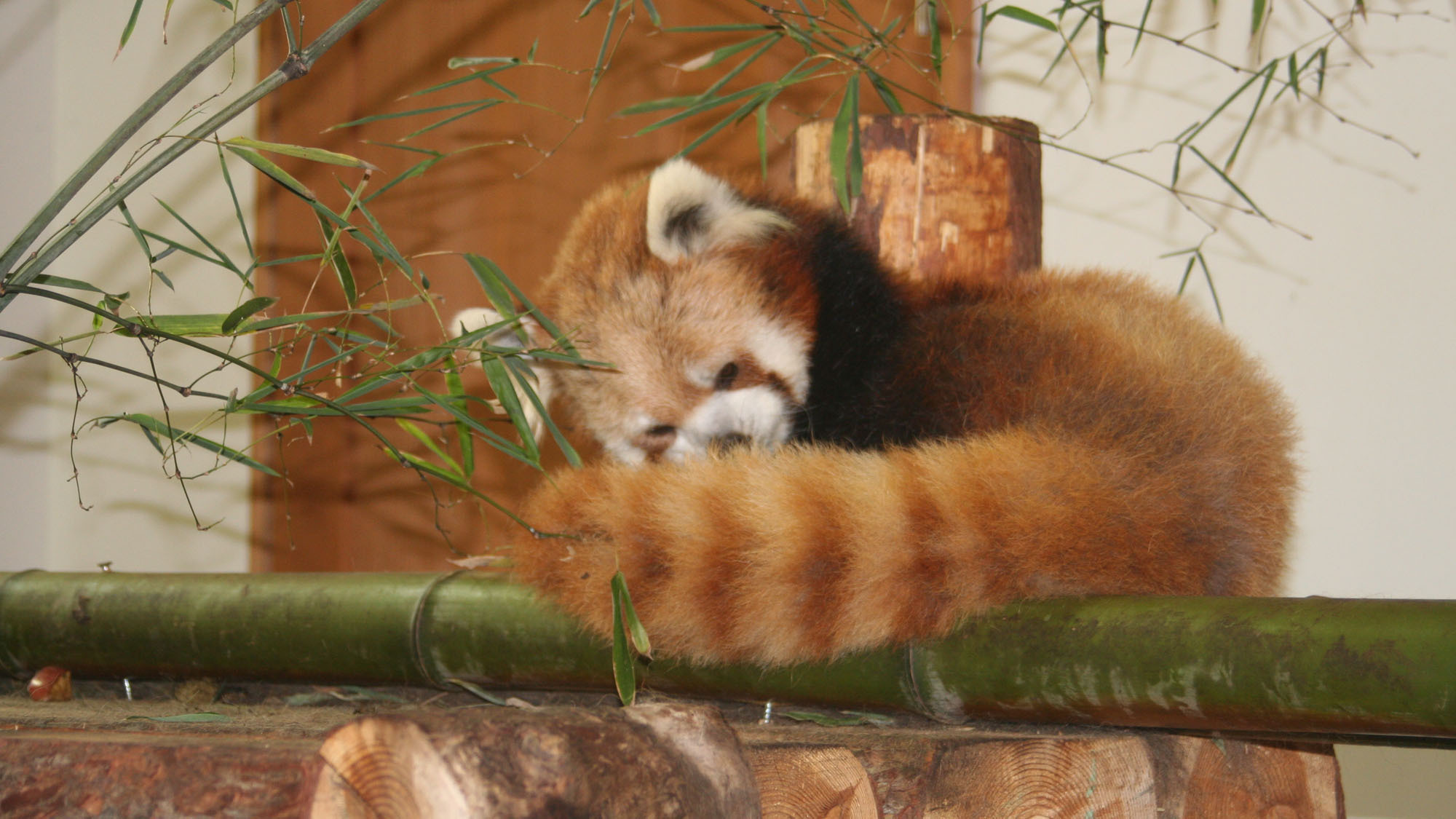 【茶臼山動物園チケット付】夜は白濁スープの信州ハーブ鶏水炊きと天然温泉での〜んびり♪【ファミリー】