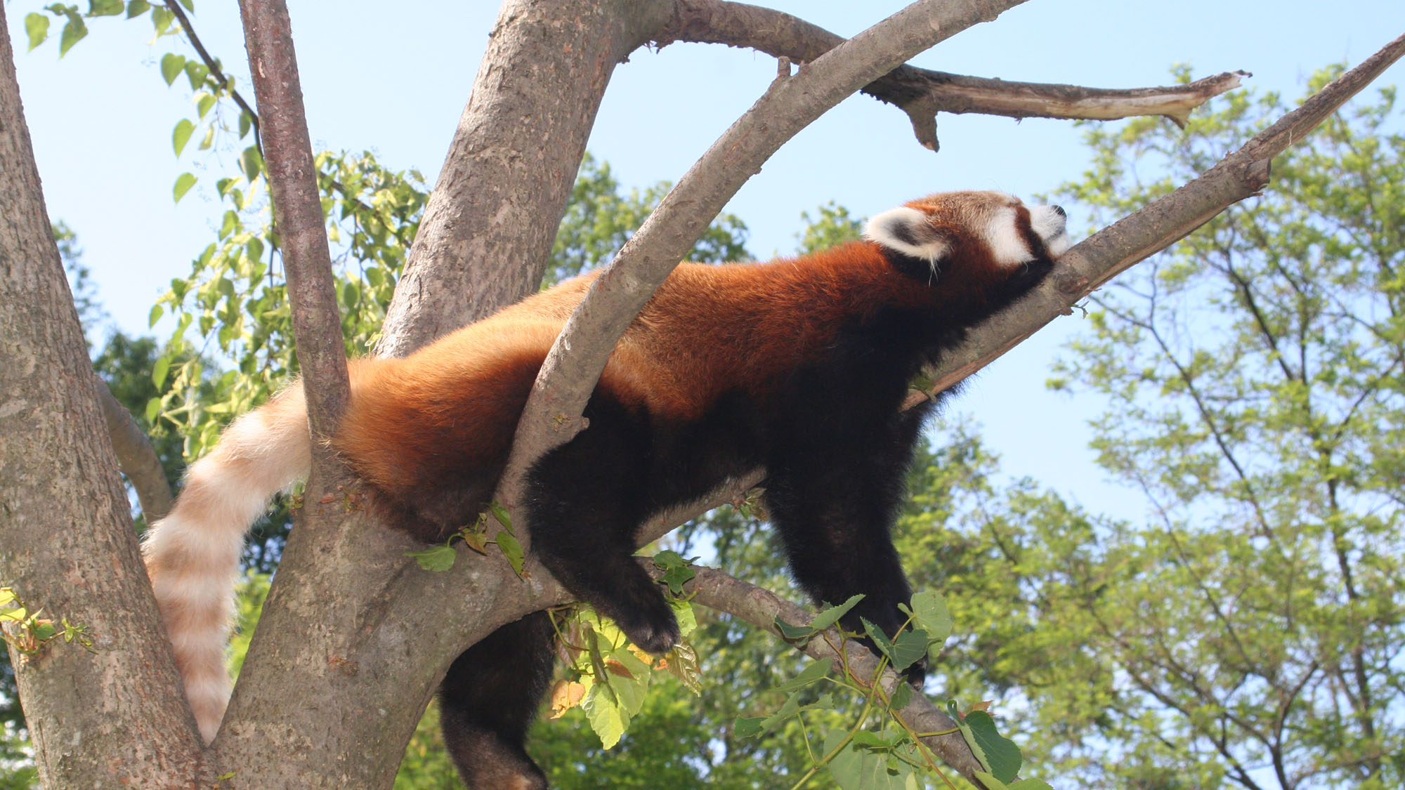 【茶臼山動物園】寝ている姿もかわいい