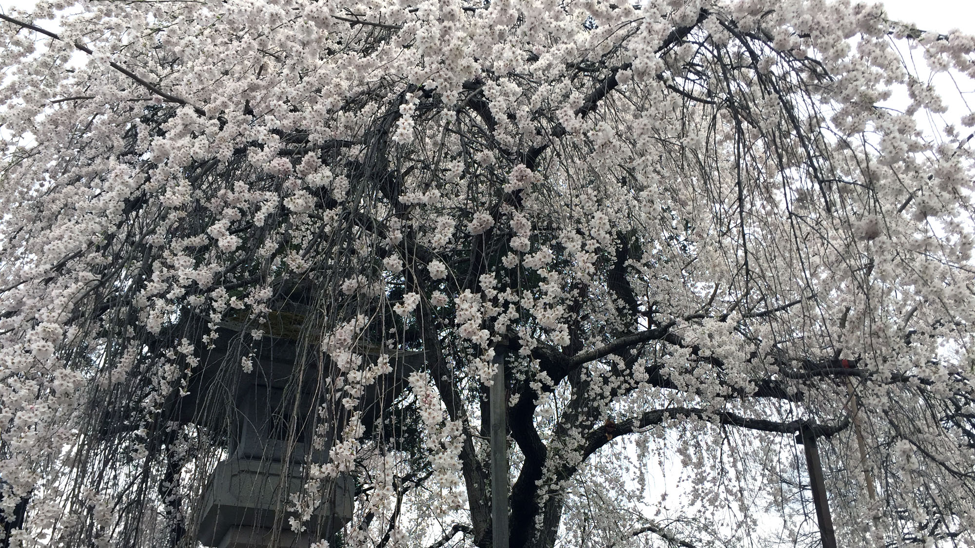 光林寺の桜