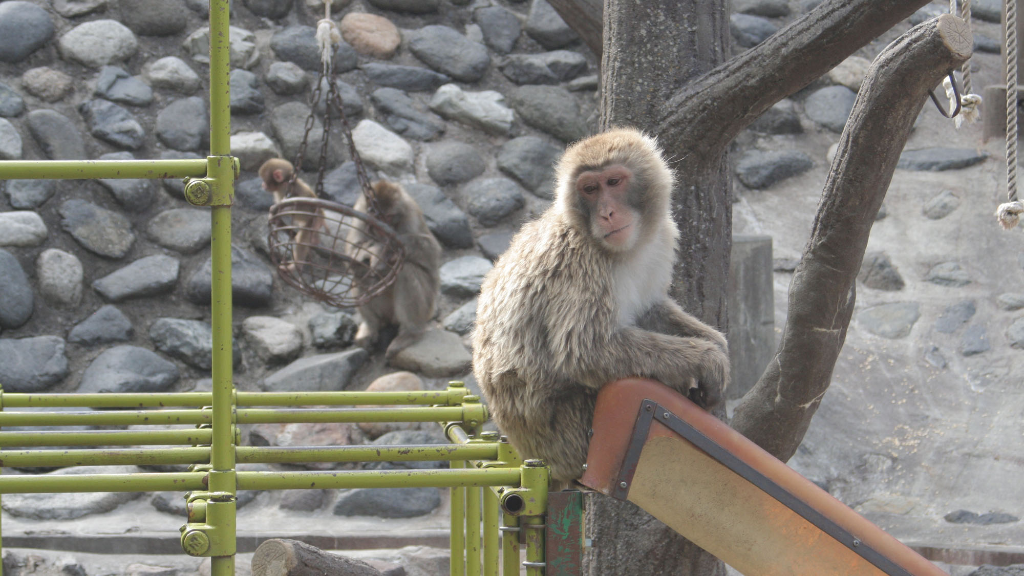 【茶臼山動物園】小さいお子様も楽しめます