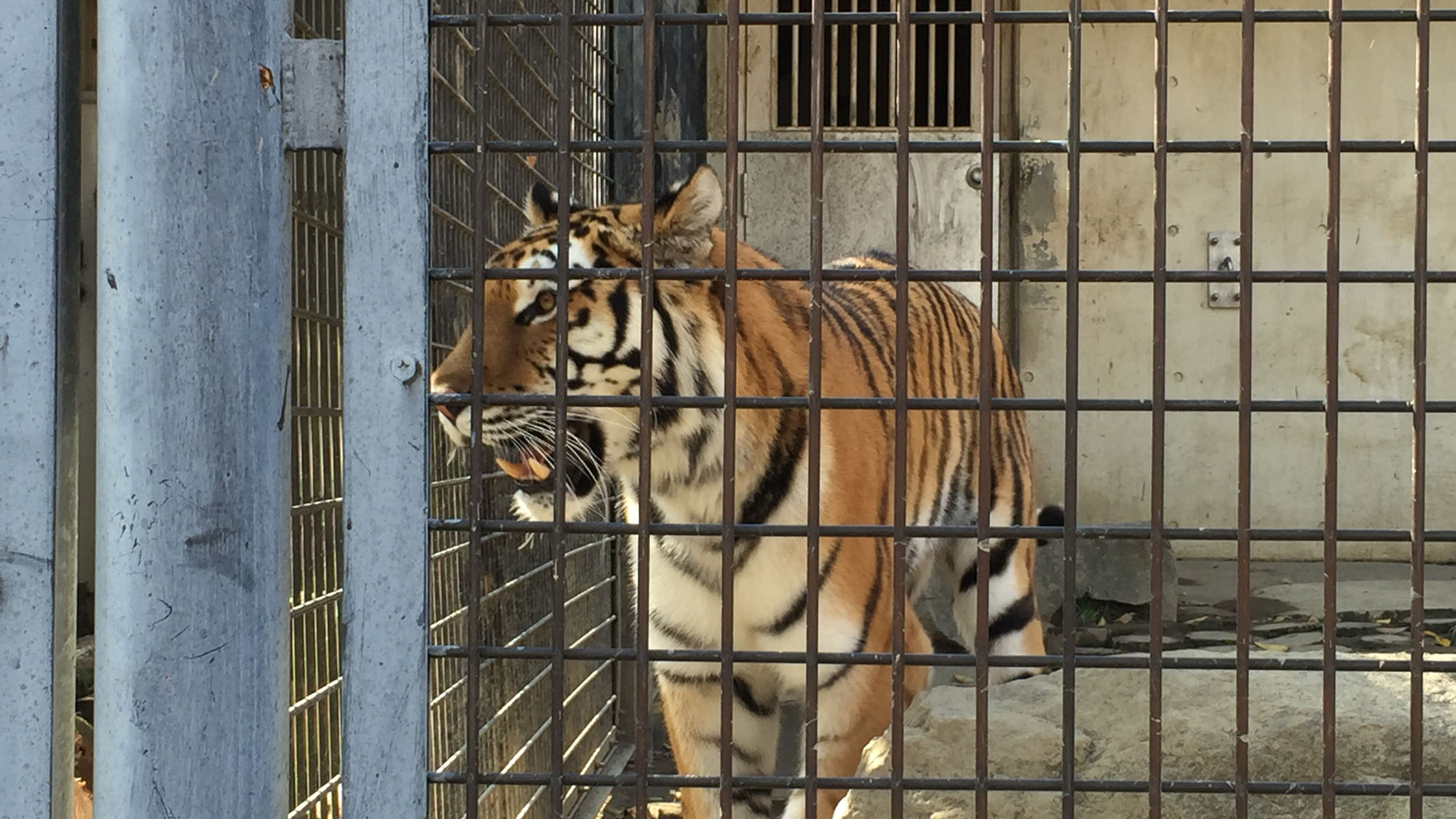 【茶臼山動物園】近くで見るトラは迫力満点！