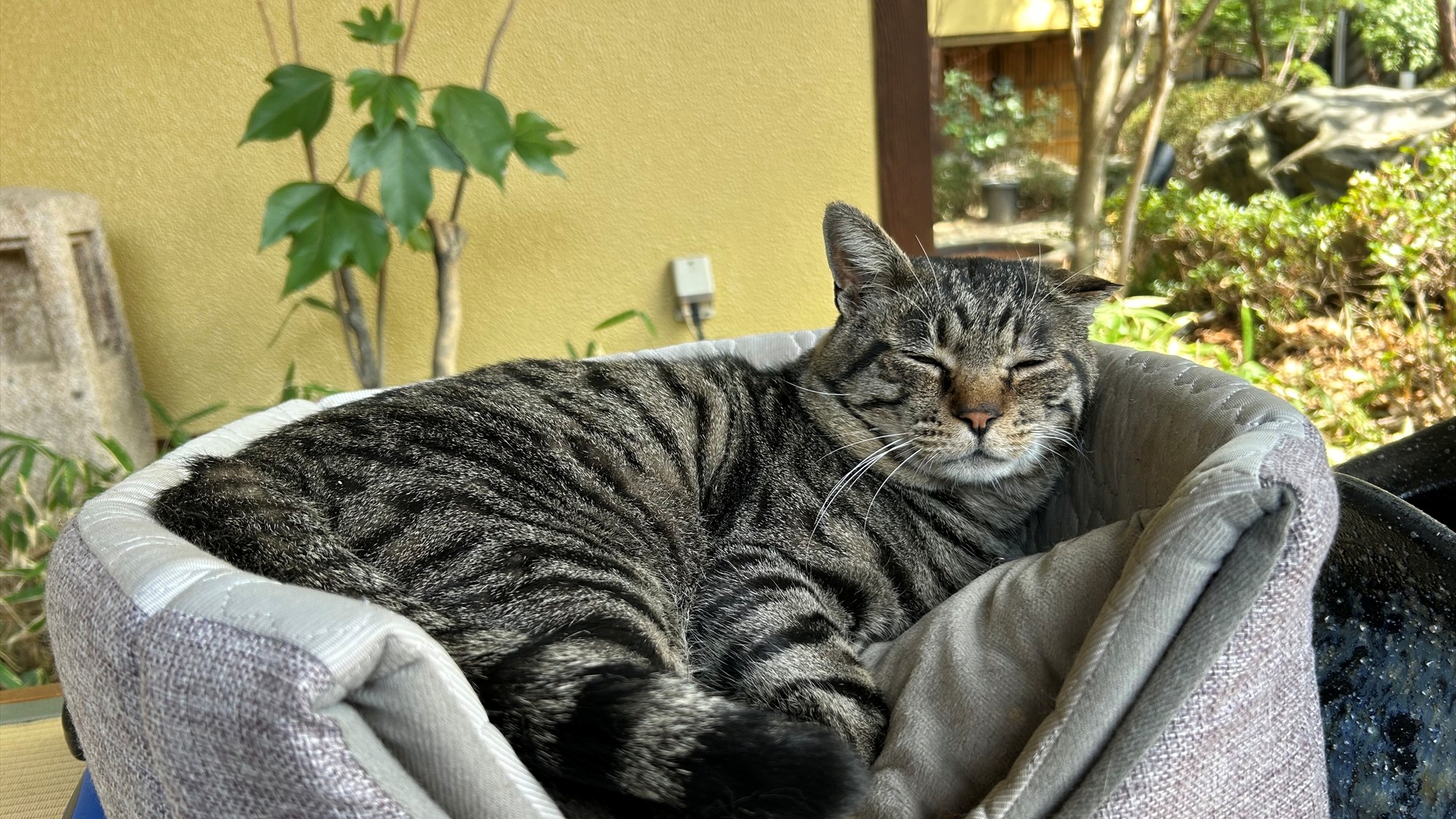 *【居候猫】地域猫ながら、いつの間にか旅館に居ついた「ミャー」。