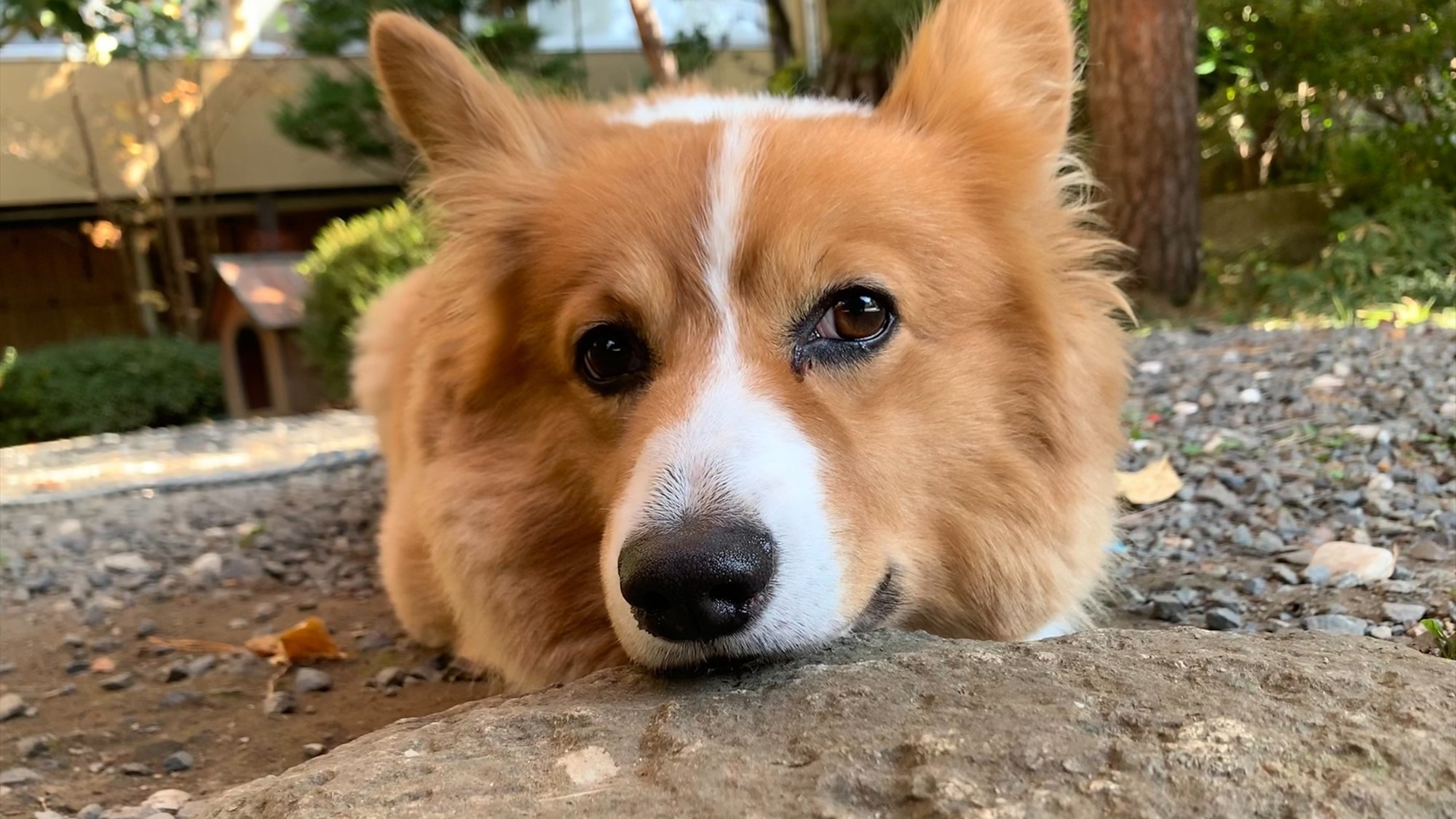 *【看板犬】「きょうのわんこ」にも出演した二代目看板犬の「コウ」です。