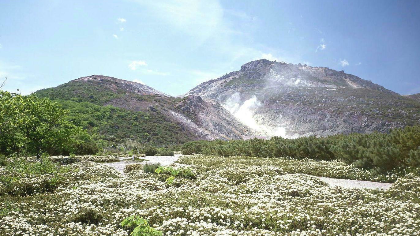 硫黄山白つつじ