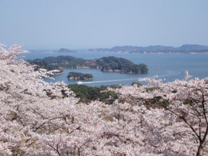 西行戻しの松公園の桜