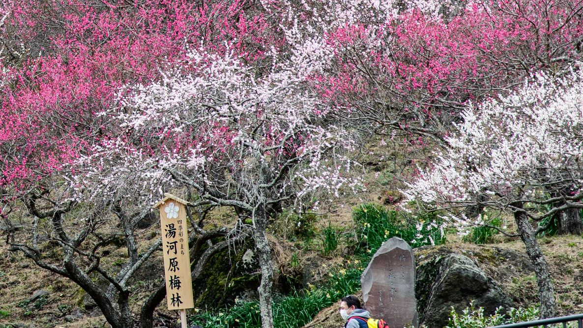 【梅】湯河原温泉☆4000本の梅咲き乱れる絶景！3大特典付き【湯河原梅林・梅の宴満喫プラン】