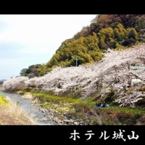 千歳川の桜並木【4月上旬～】　《車で約5分》