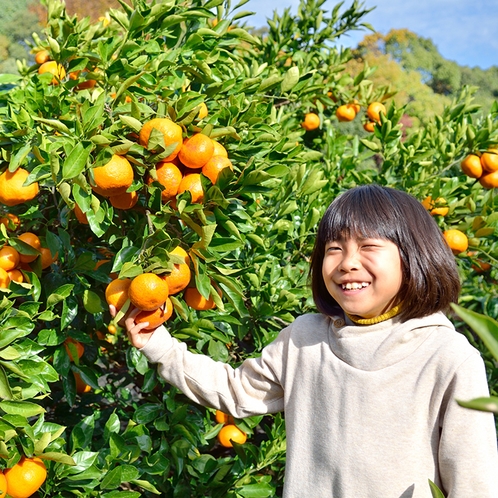 ミカン狩り【10月上旬～】　《送迎あり》