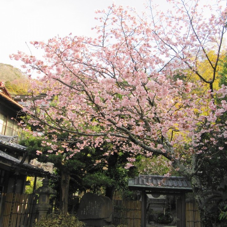 玄関前の土肥桜