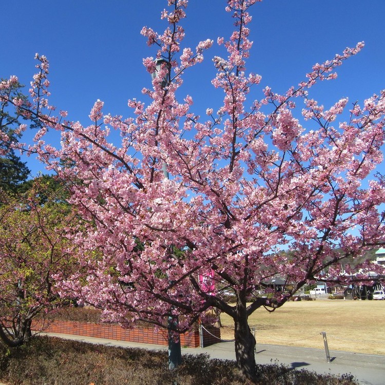 松原公園の土肥桜