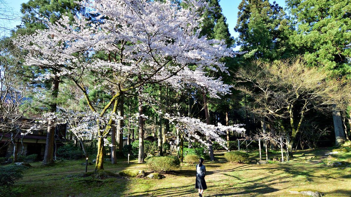 【婦人画報掲載プラン】長生館で春を満喫！花見露天風呂と旬の味覚で過ごす癒しの一日【五つ星の宿】