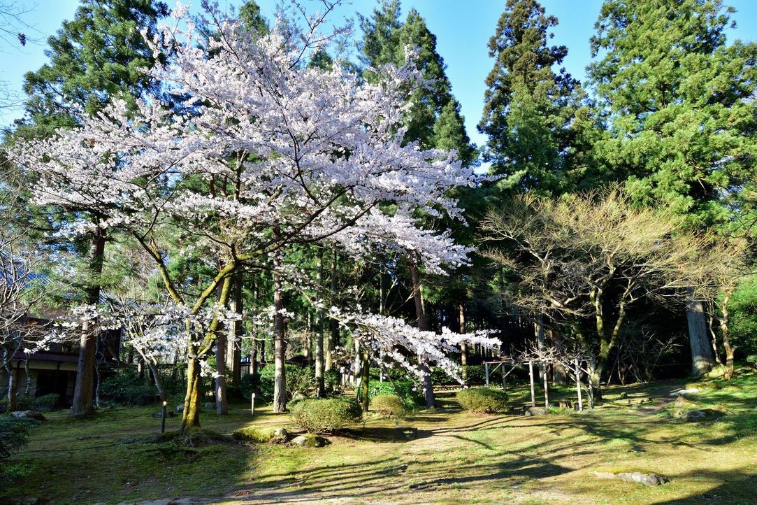 「佐渡島の金山」世界遺産登録１周年記念【美食旅】A5にいがた和牛のラジウム源泉蒸し＆ノドグロ姿焼き