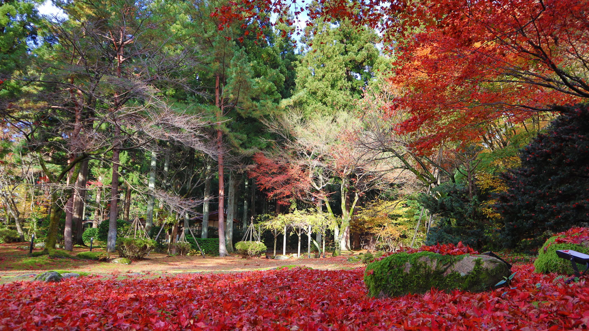 【庭園　秋】日々少しずつ色付きが変化する姿もきれいです。