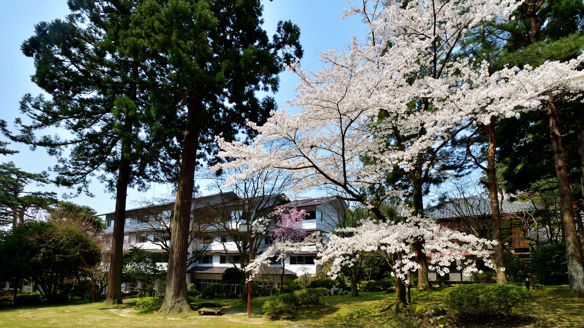 【庭園　春】毎年4月中旬から桜が庭園に咲き誇ります