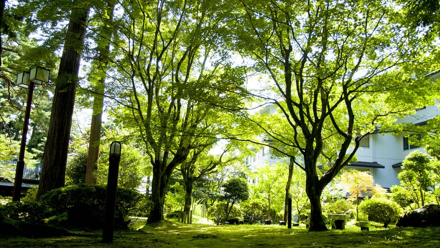 【庭園　夏】晴天時は緑がキラキラとして綺麗です。