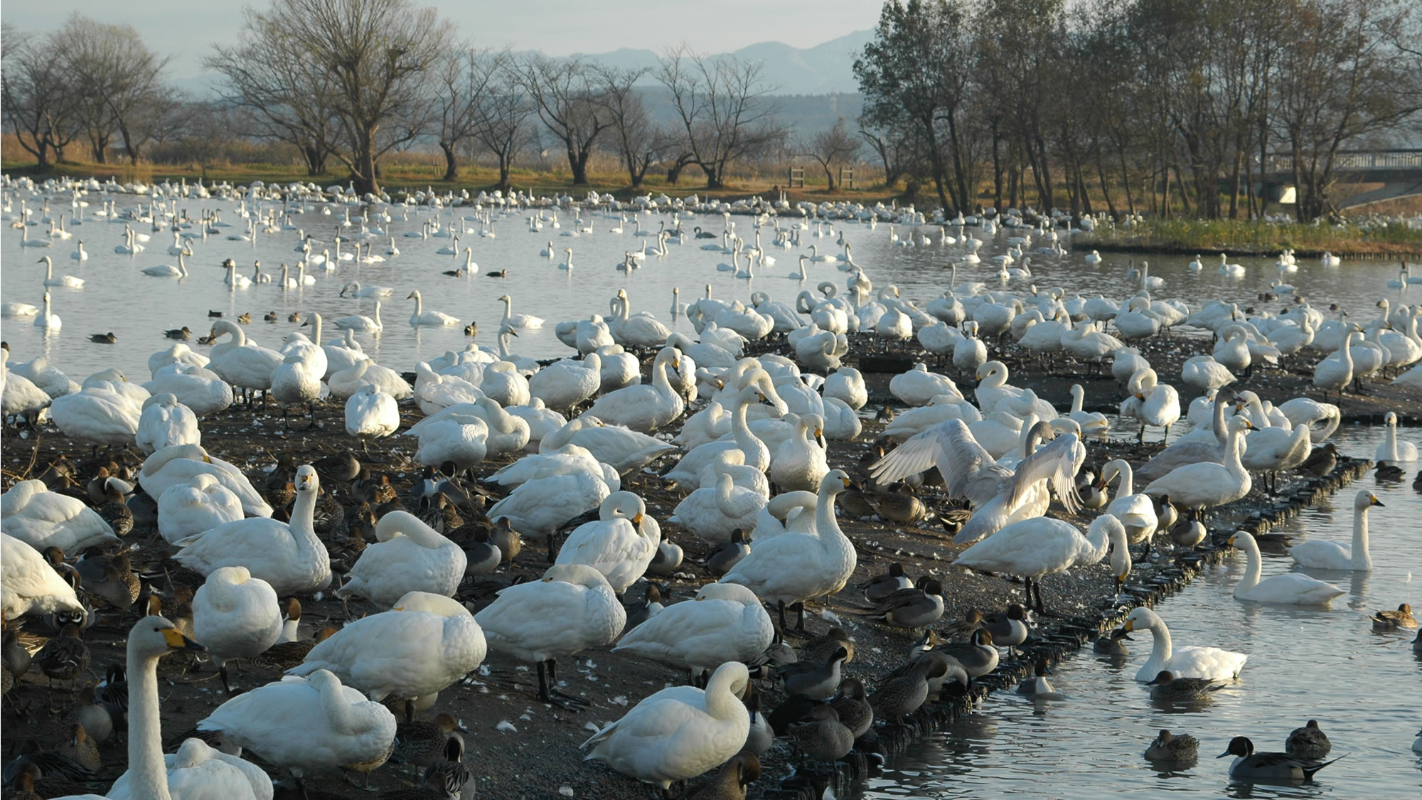 【瓢湖 白鳥】瓢湖には毎冬6,000羽以上もの白鳥が飛来します。