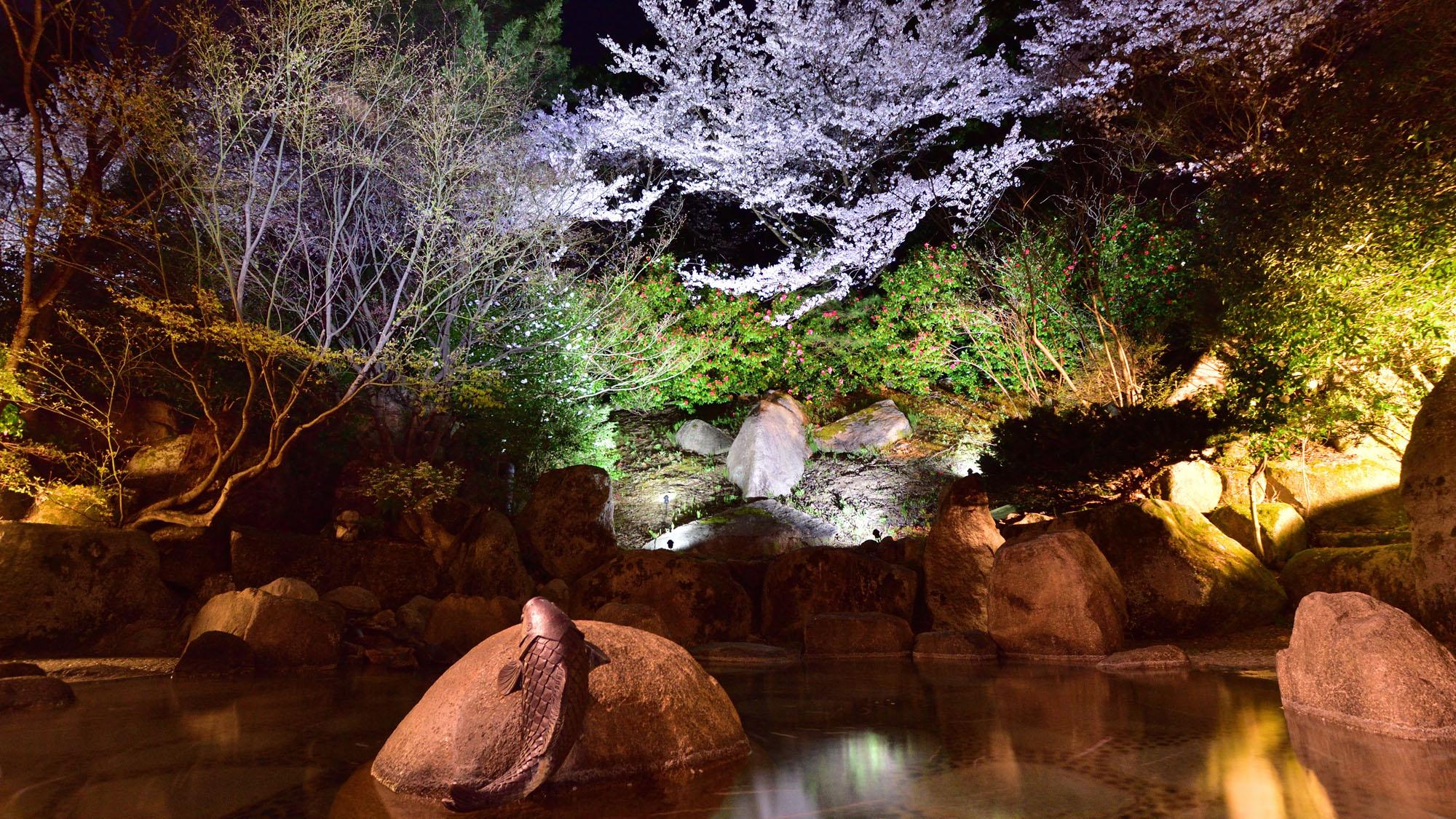 ライトアップされた夜桜
