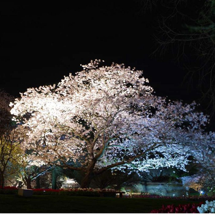 はままつフラワーパークの夜桜。ライトアップされたソメイヨシノ。