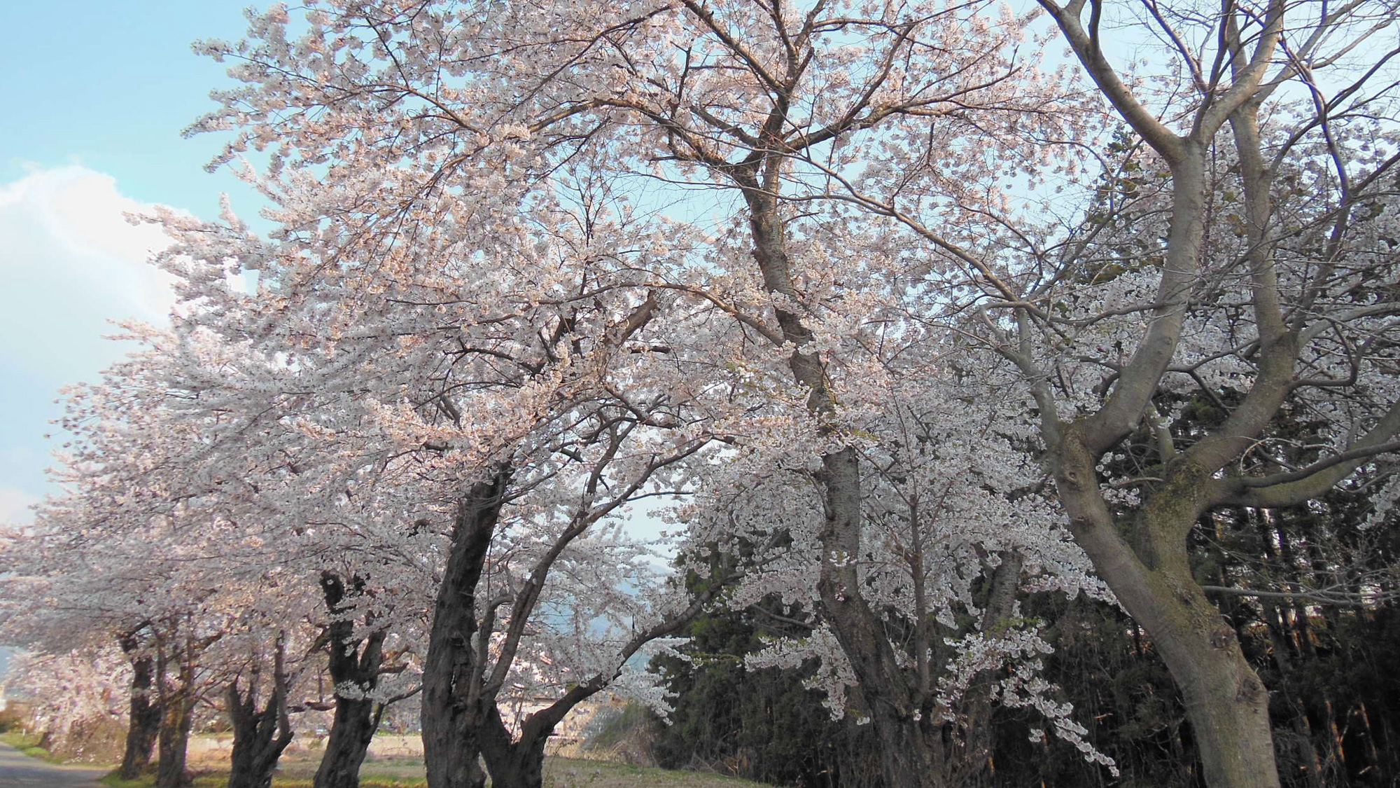 【桜並木】