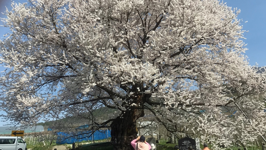 【宇木の千歳桜】