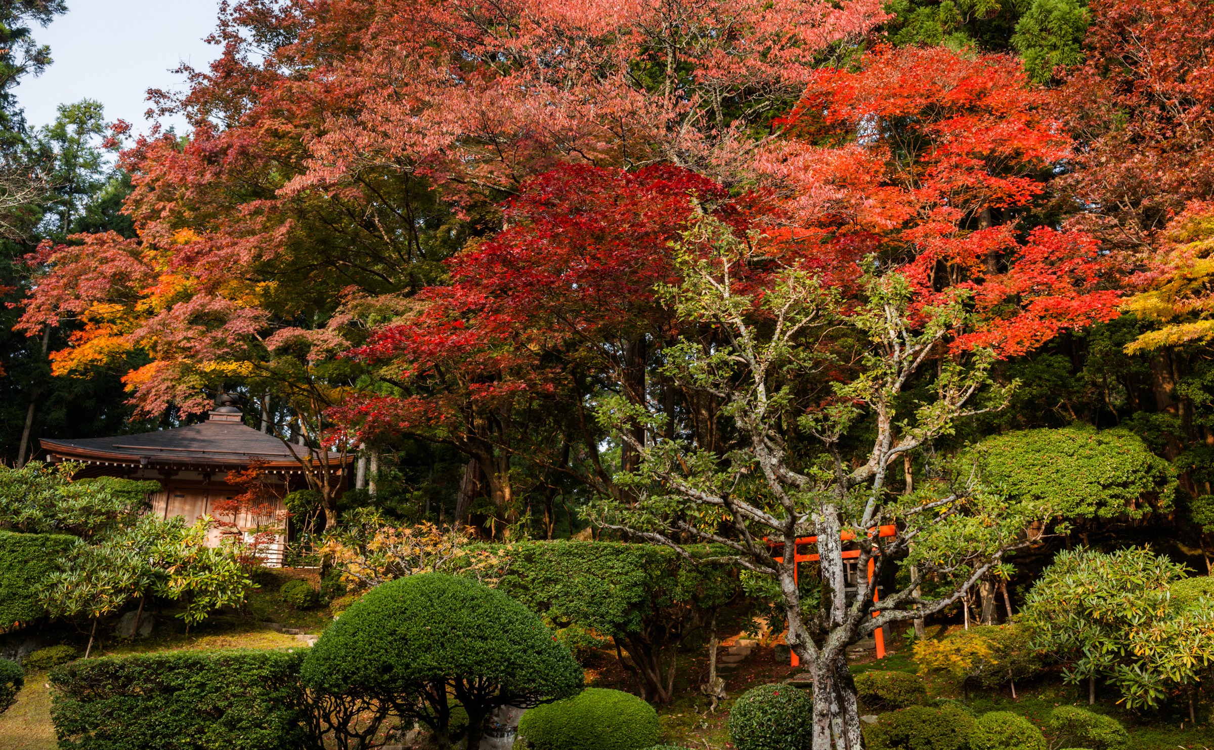 紅葉