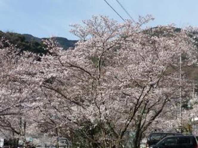 鈍川温泉の桜