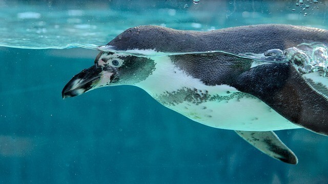 鳥羽水族館