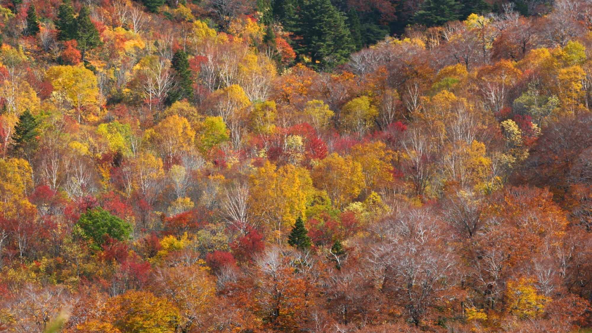 天元台の紅葉は10月上旬～中旬が見頃。