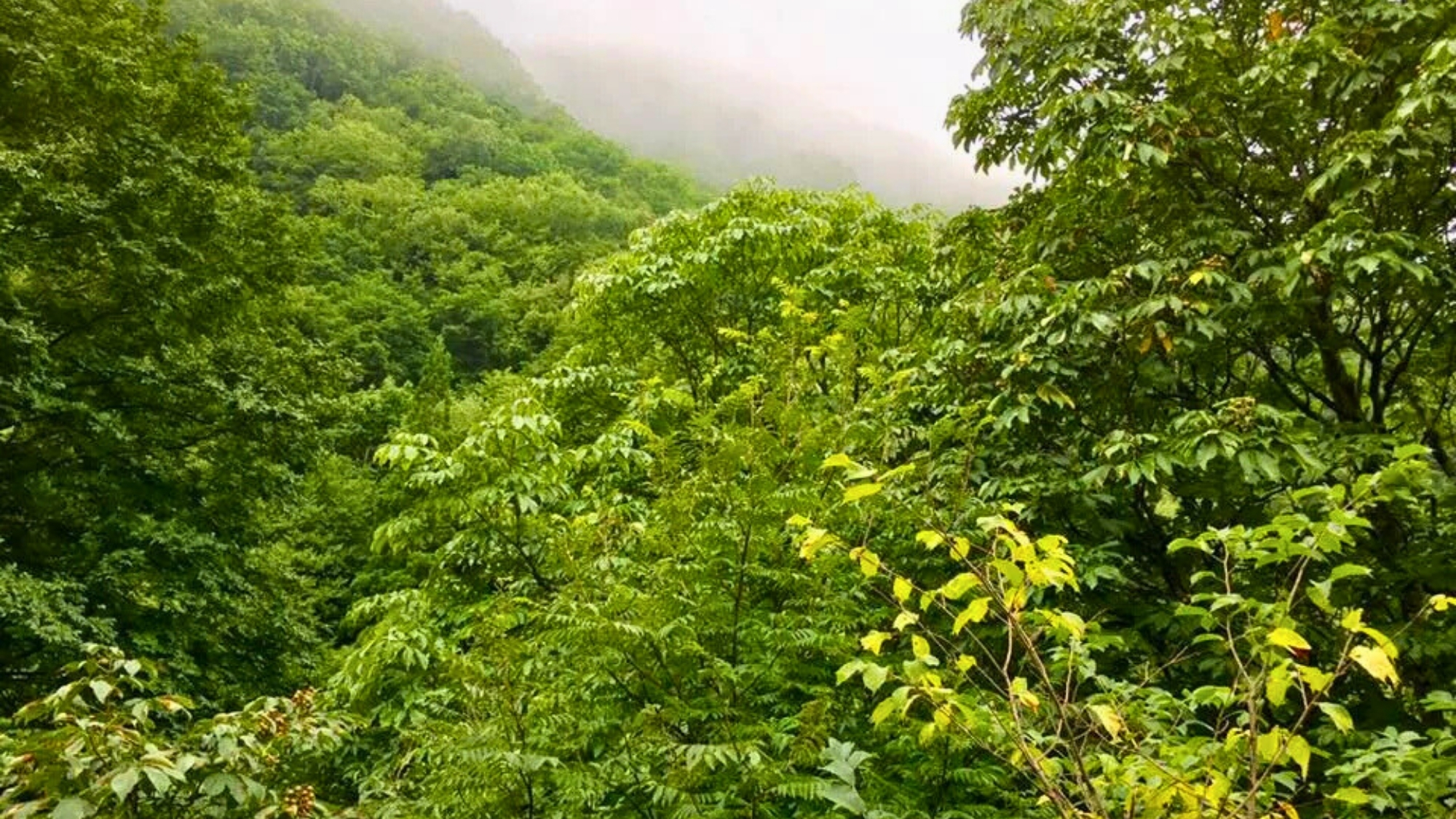 朝露に濡れた草木が美しい朝