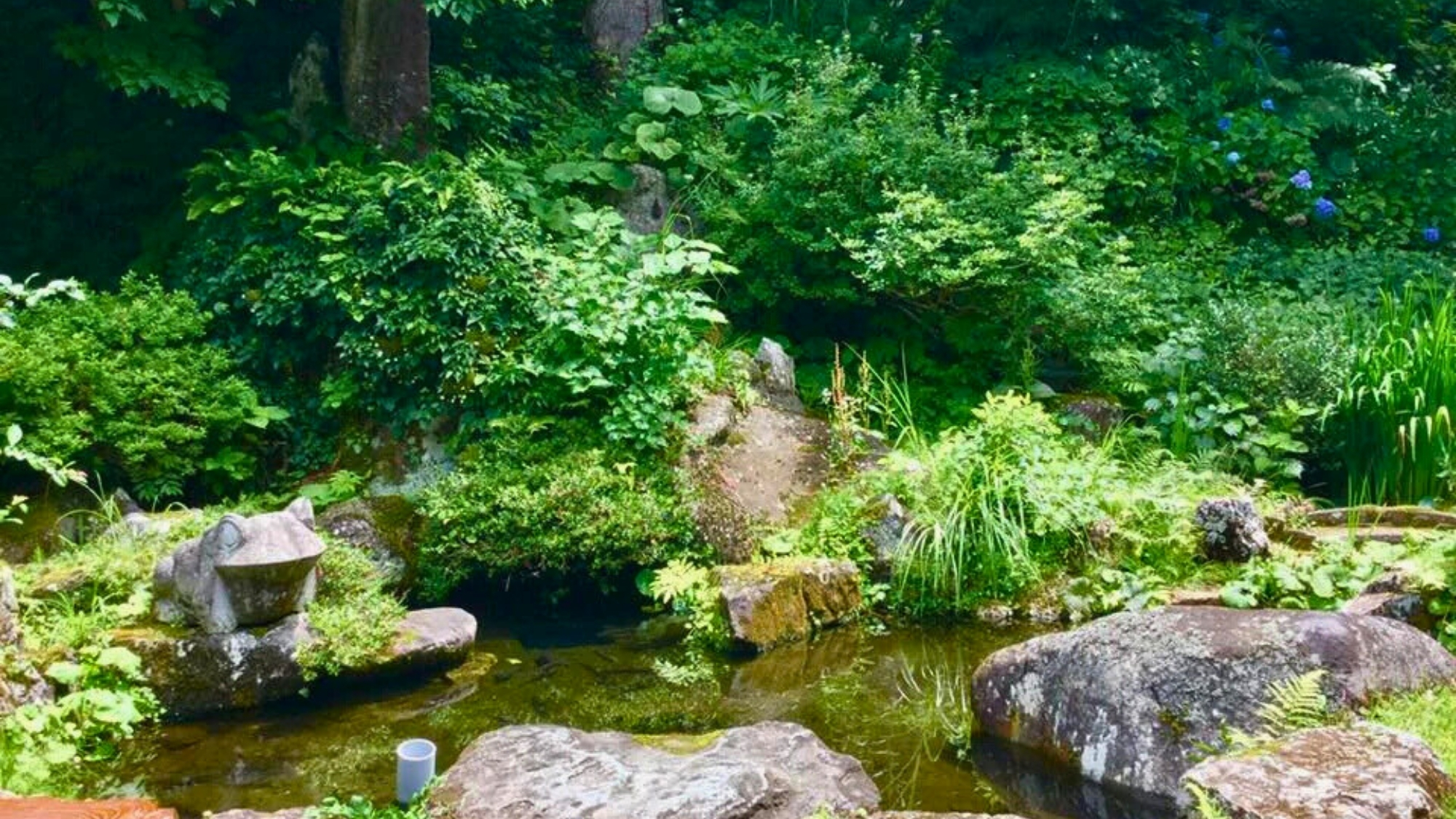 お庭の池。