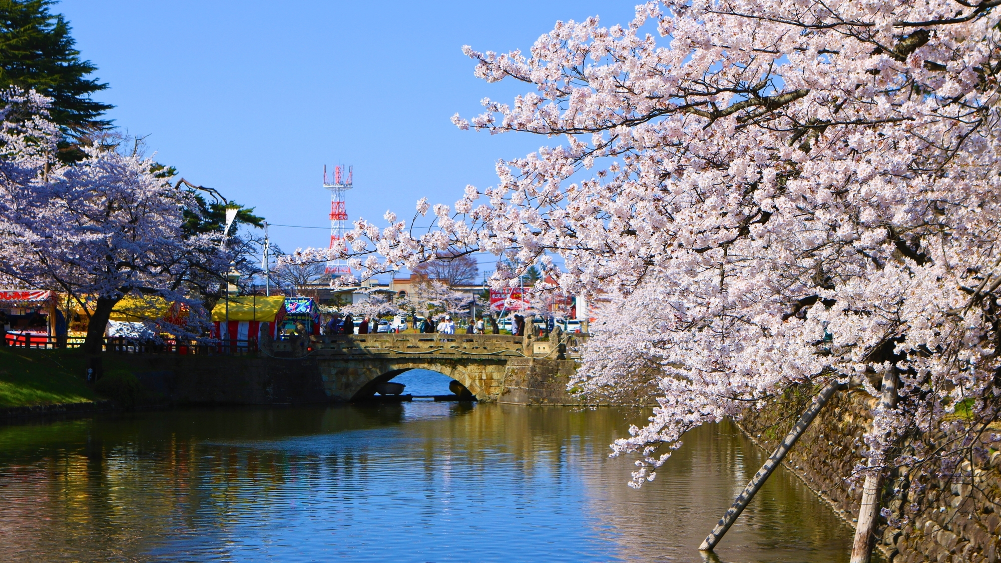 松が岬公園の桜。米沢城址のお堀周りを約200本の桜が彩ります。