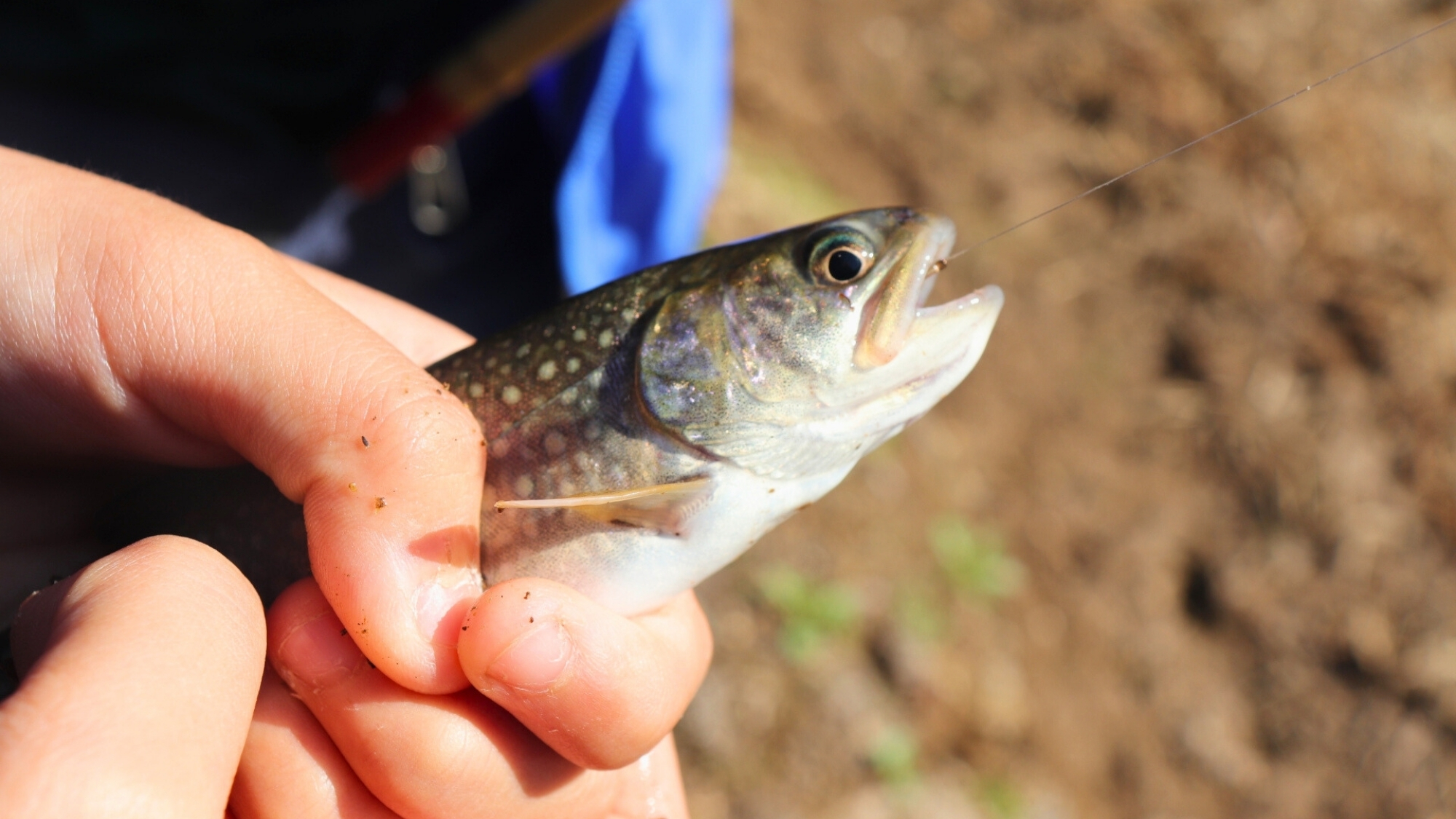 白布温泉を流れる大樽川は渓流釣りスポット。天然の川魚を求め多くの釣り人が訪れます。