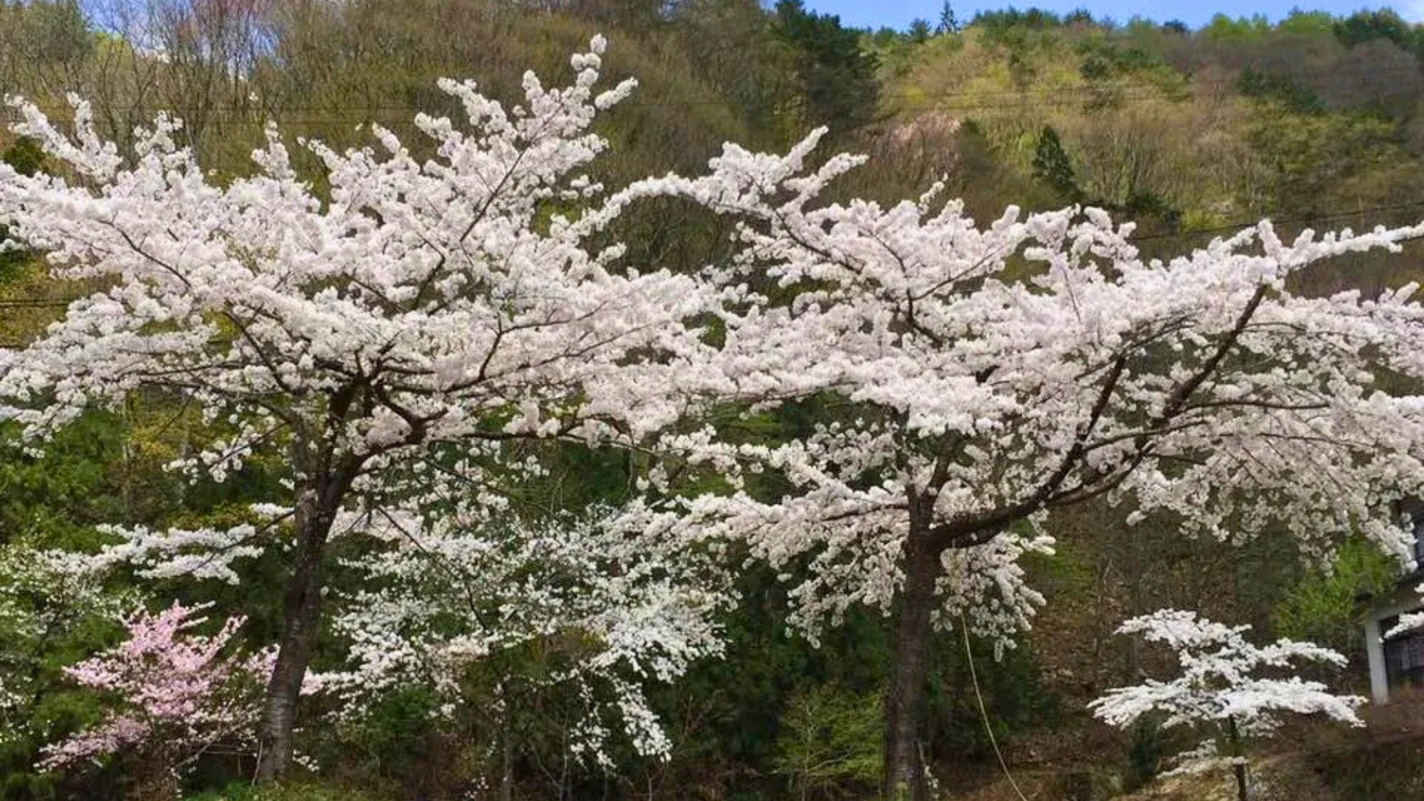 白布では５月頃まで桜のお花見ができます。