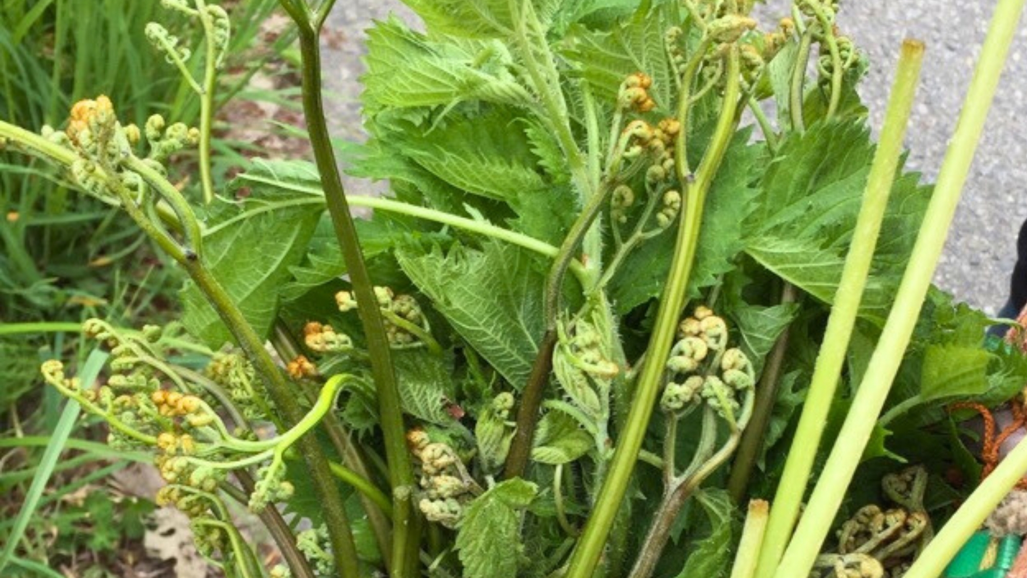雪解けとともに山菜採りも楽しめます。